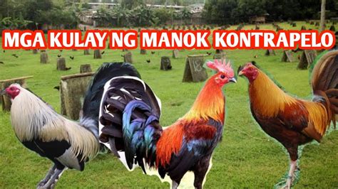 kontrapelo kulay ng manok